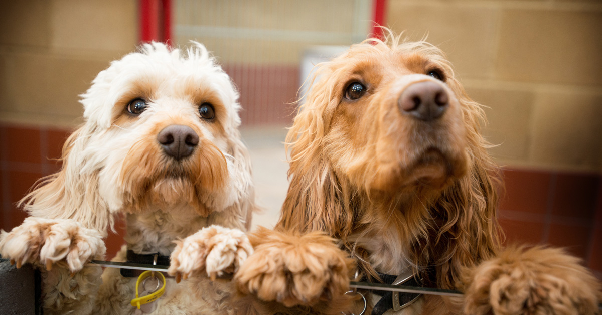I cagnolini Costilla e Adobada accolgono i clienti al ristorante (FOTO)