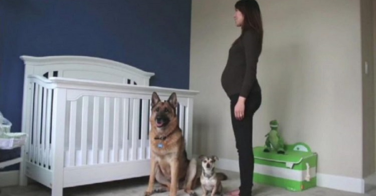 I cagnolini Dunder e Munster accompagnano la gravidanza della proprietaria (VIDEO)