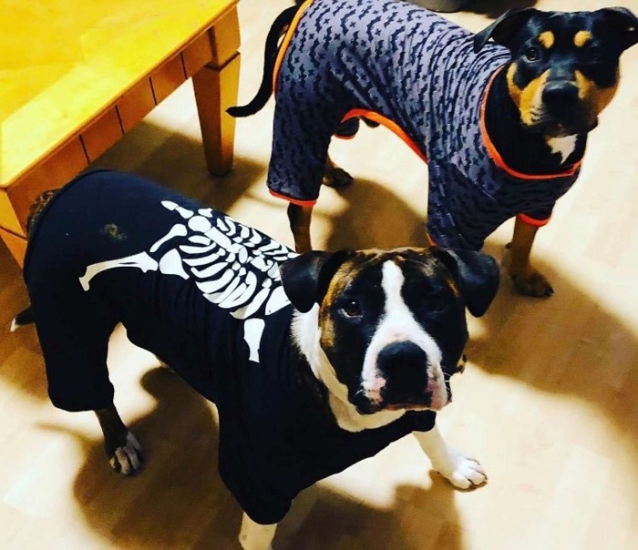 cuccioli halloween pitbull