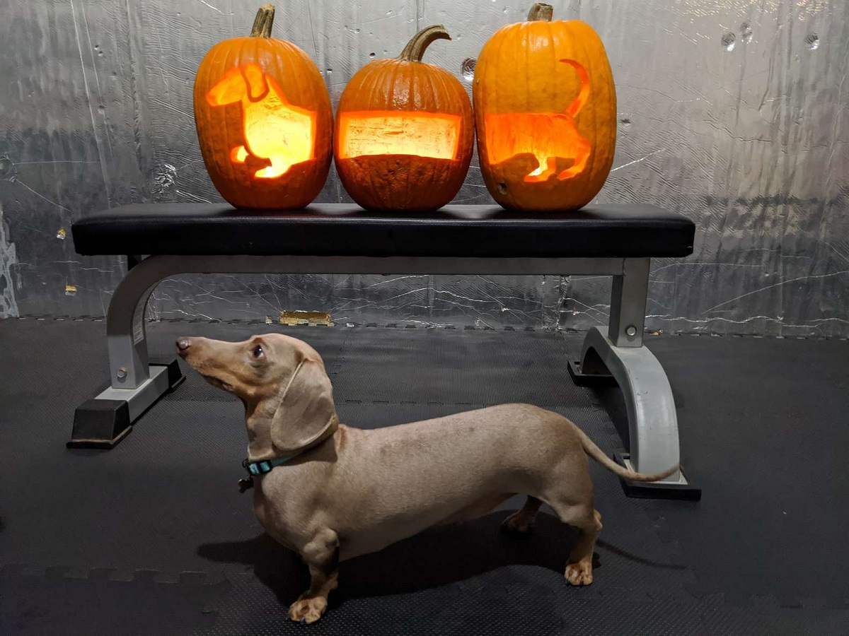 cagnolino bassotto ritratto