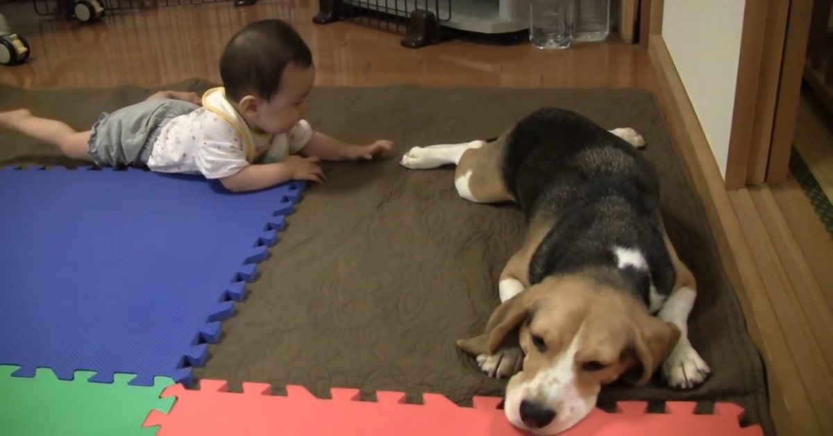 Il beagle vuole riposare, ma il bambino vuole giocare (VIDEO)