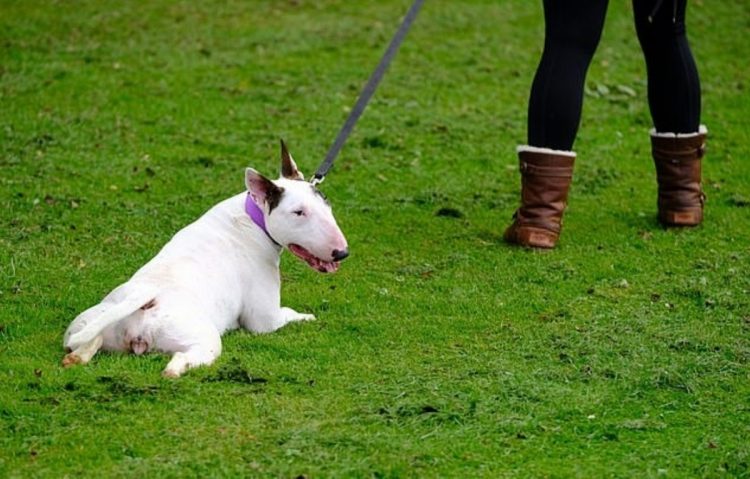 cucciolio bull terrier