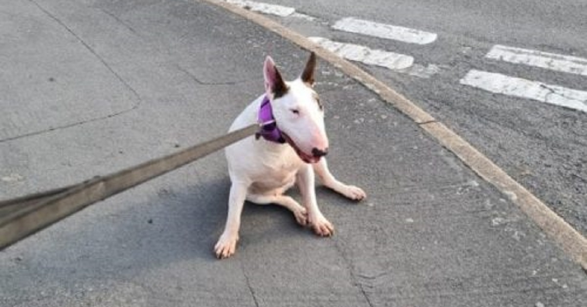 Il bull terrier Fidget si finge malato perché ha troppa voglia di camminare (VIDEO)