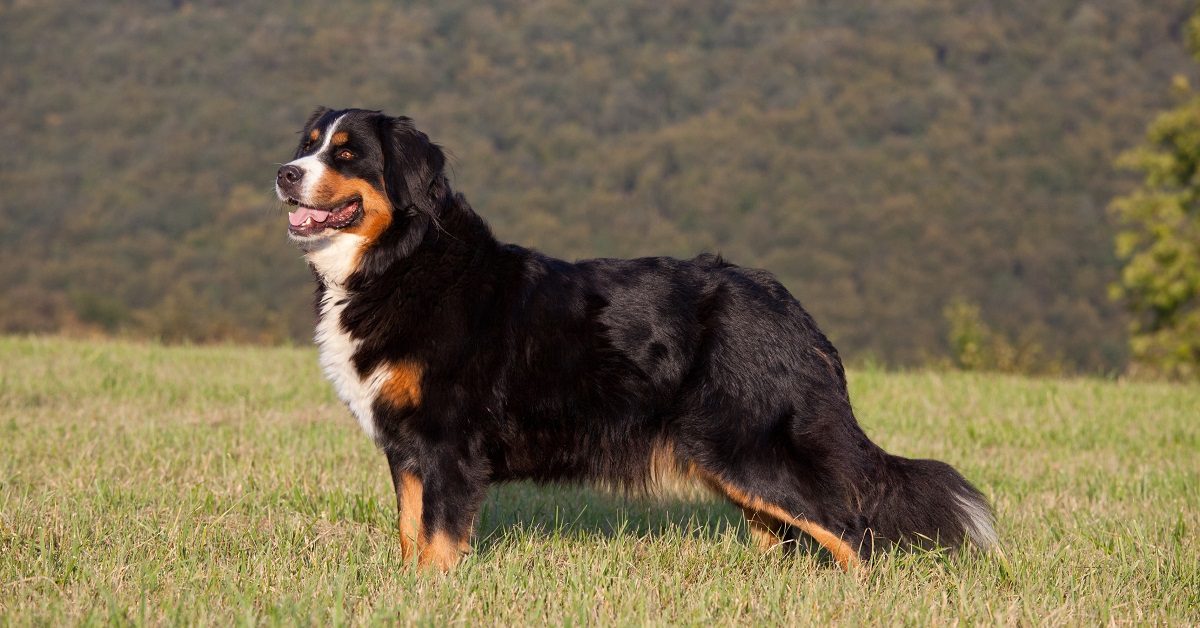 Il cagnolino Bernese Berkley si prende cura tutti i giorni della sua sorellina (VIDEO)