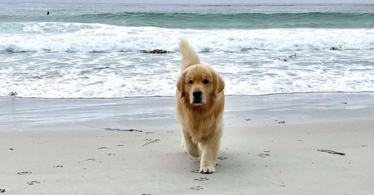 Il cagnolino Chester ha paura di bagnarsi e scappa dalle onde (VIDEO)