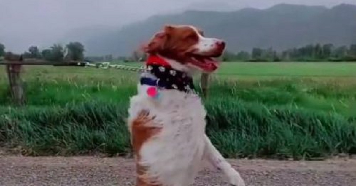 Il cagnolino Dexter riesce a camminare su due zampe (VIDEO)