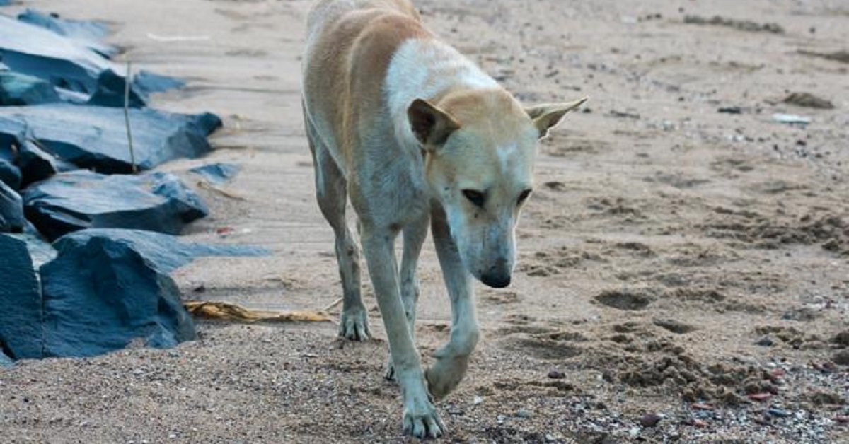 Il cagnolino Manolo, dopo essere stato ingiustamente maltrattato, è stato salvato (VIDEO)