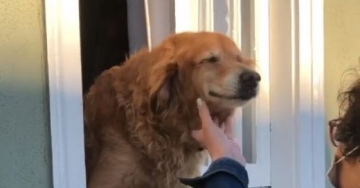 Il cagnolino Moku saluta i vicini di casa con uno splendido sorriso (VIDEO)
