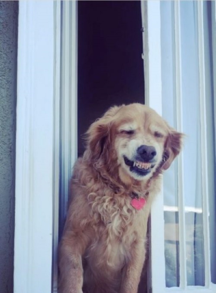 sorridere cucciolo foto