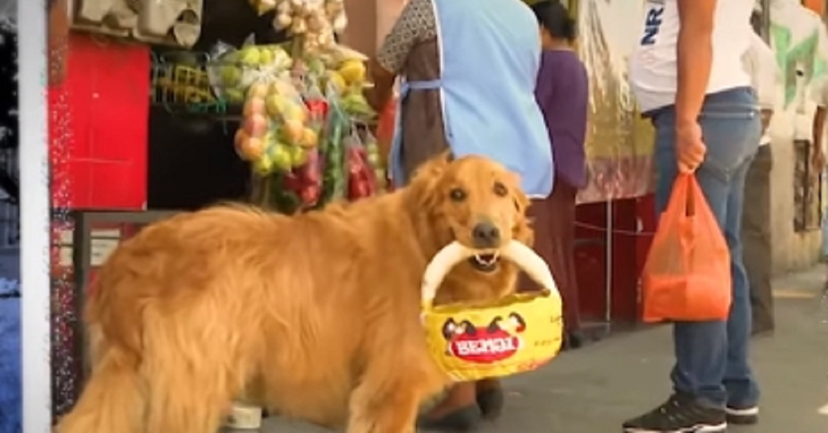 Il cagnolino Zeus va ogni giorno a fare la spesa per il suo proprietario (VIDEO)