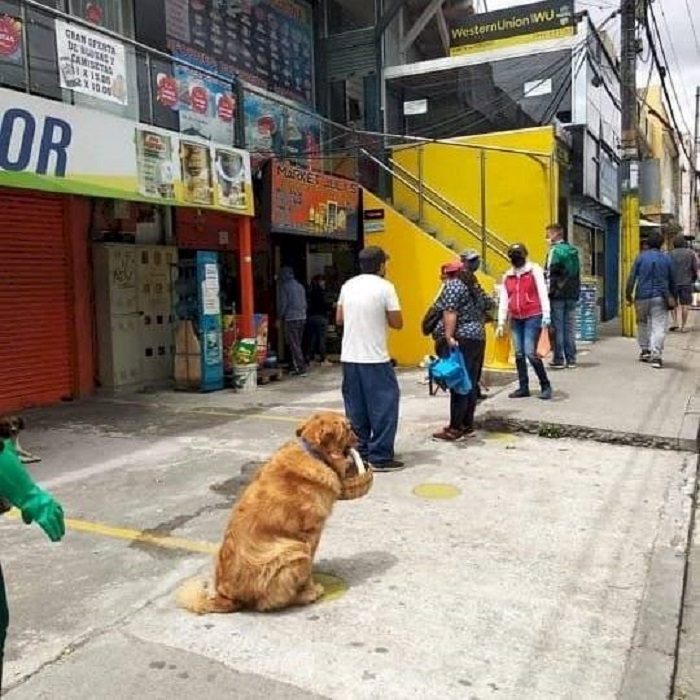 cane attesa supermercato