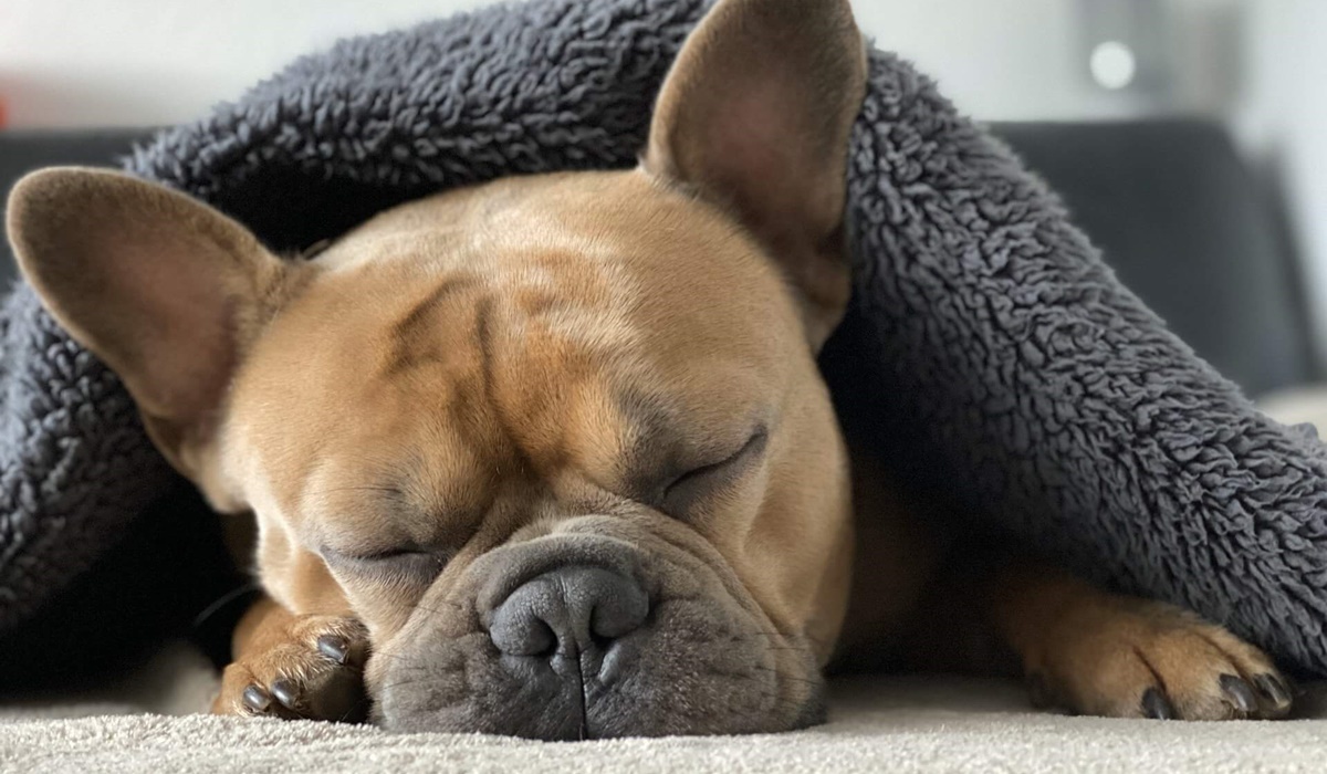 bulldog che dorme sotto una coperta