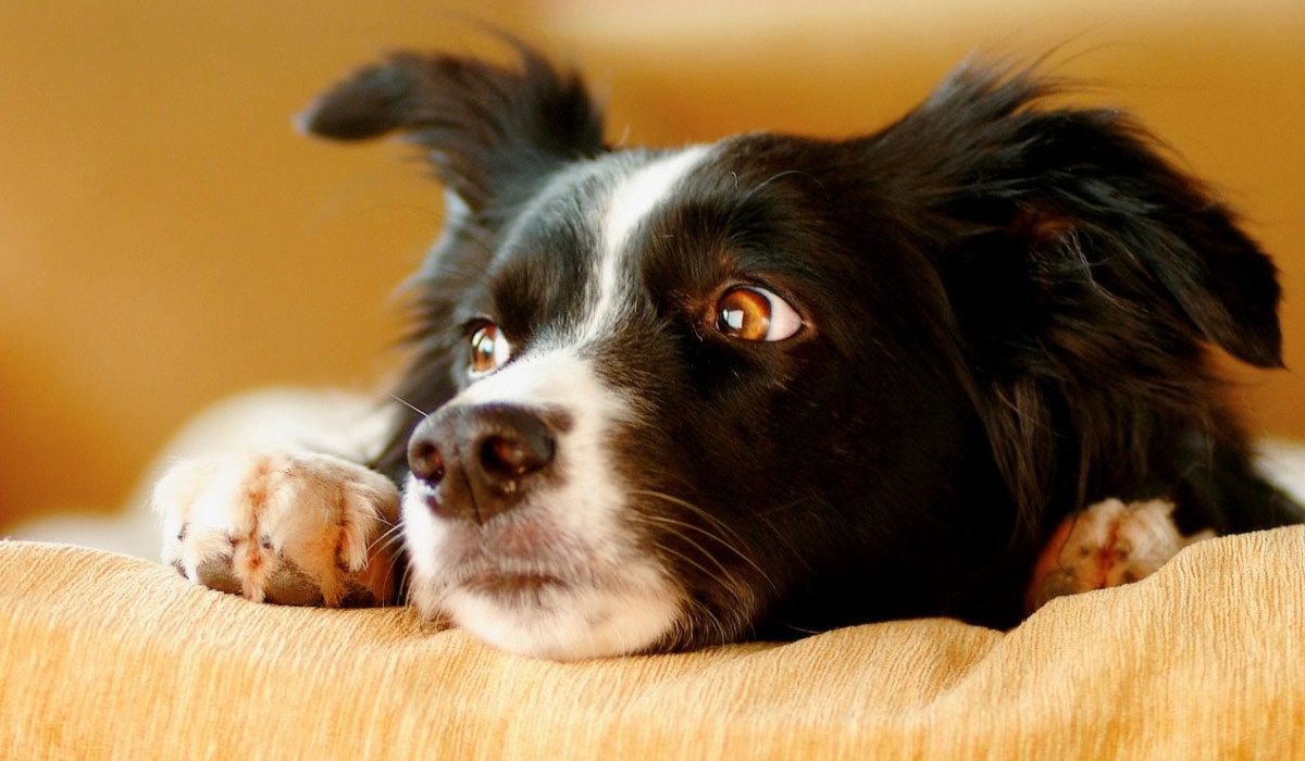 cane molto stressato