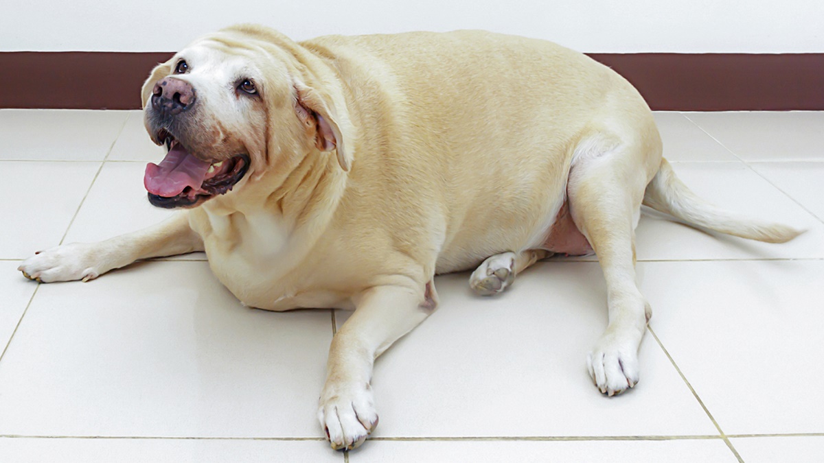 cane obeso che non può muoversi