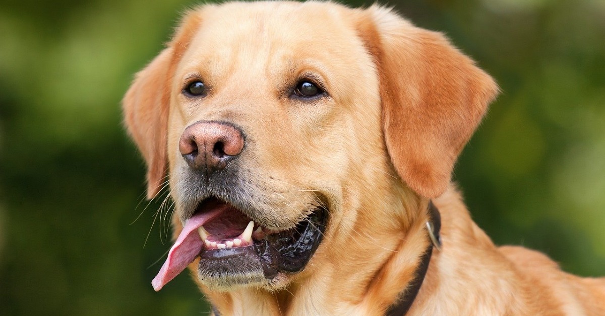 Il cucciolo di labrador salva la sua sorellina caduta in piscina (VIDEO)