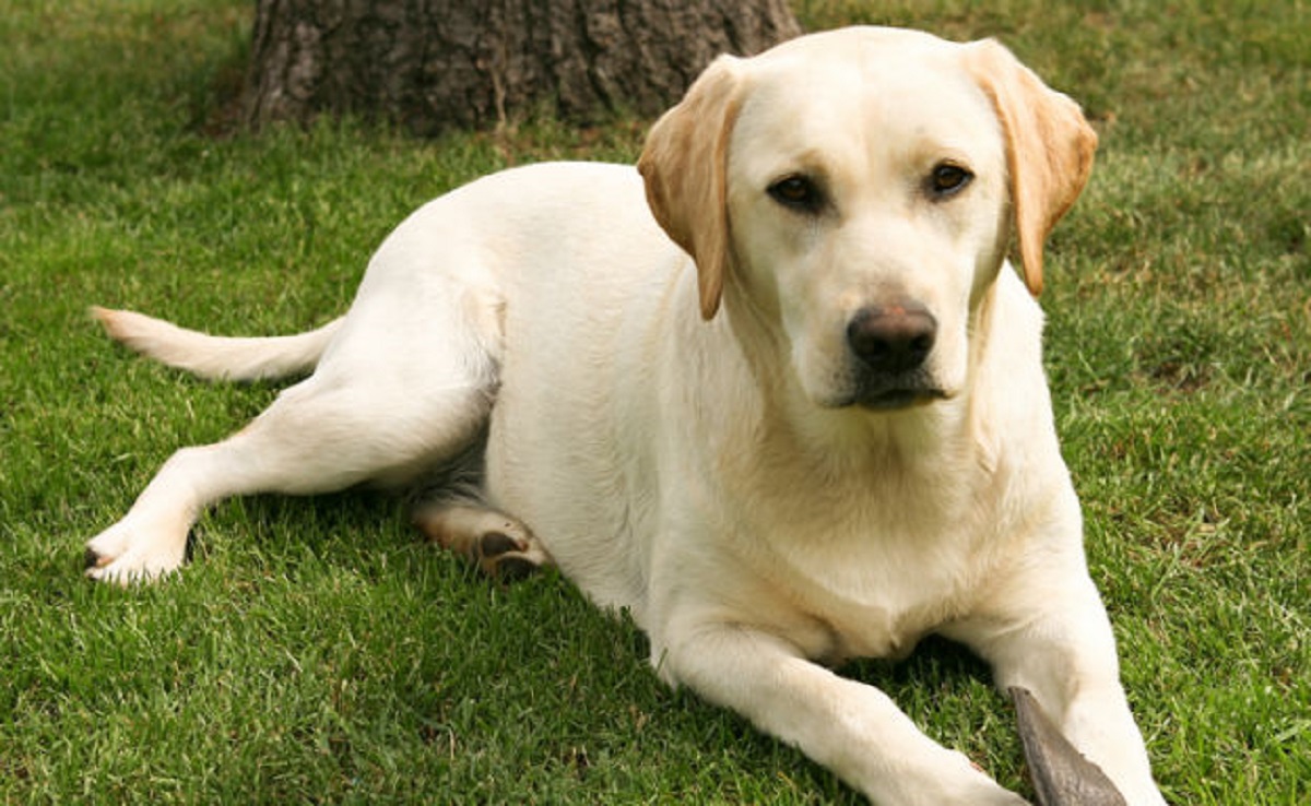 cagnolino bianco foto