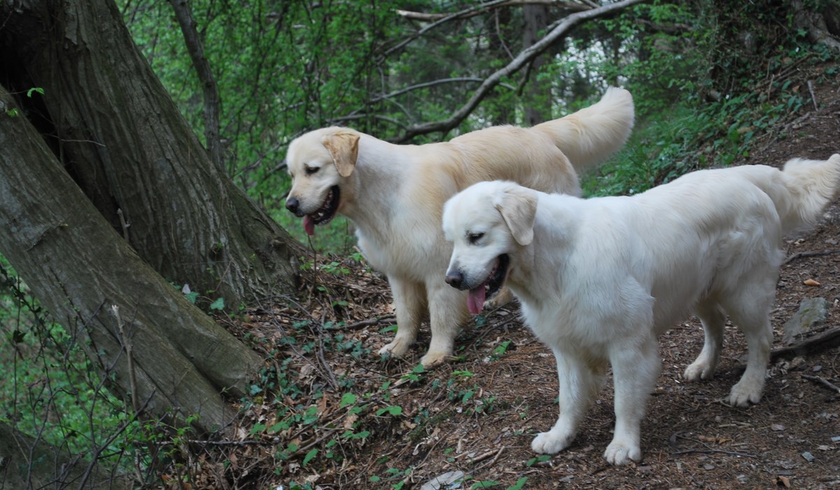 coppia labrador amicizia