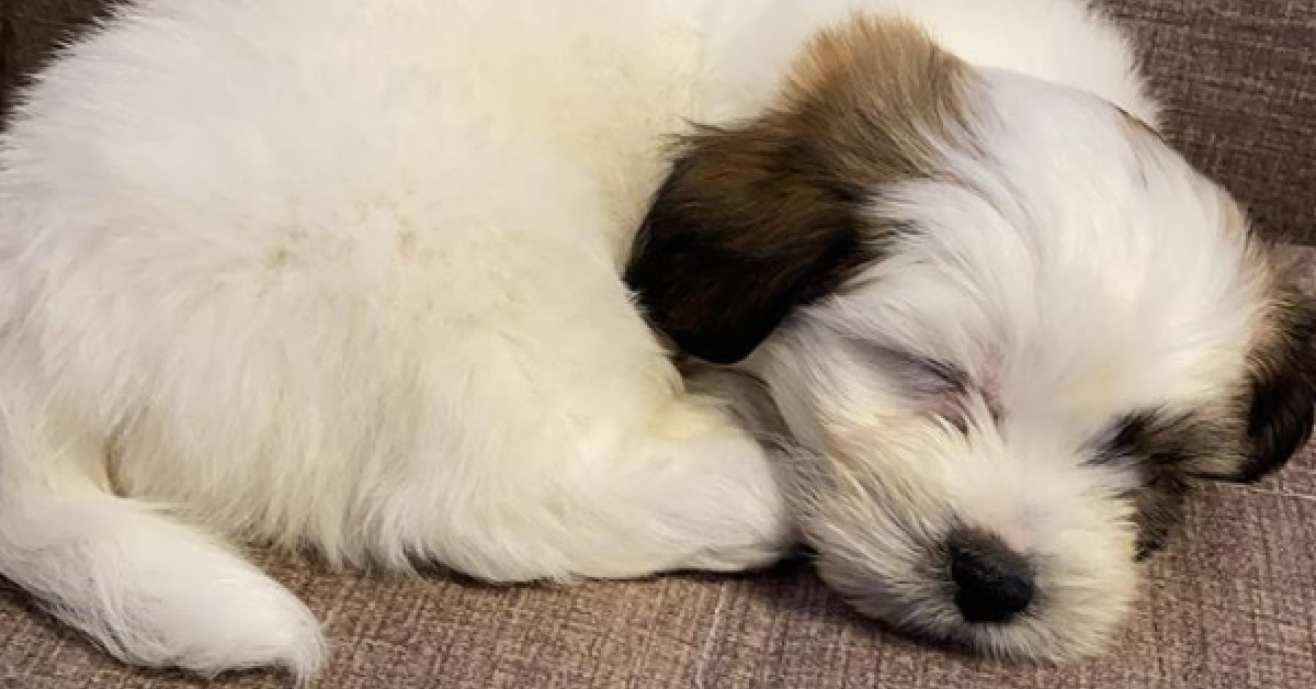 Il cucciolo Kenzo da un meraviglioso buongiorno alla madre (VIDEO)