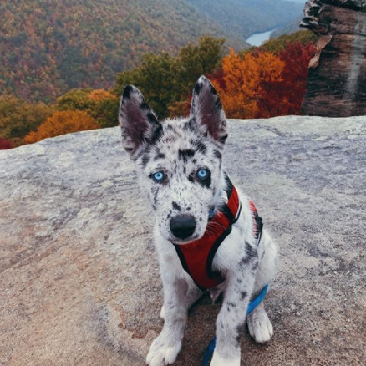 koda cucciolo pastore australiano