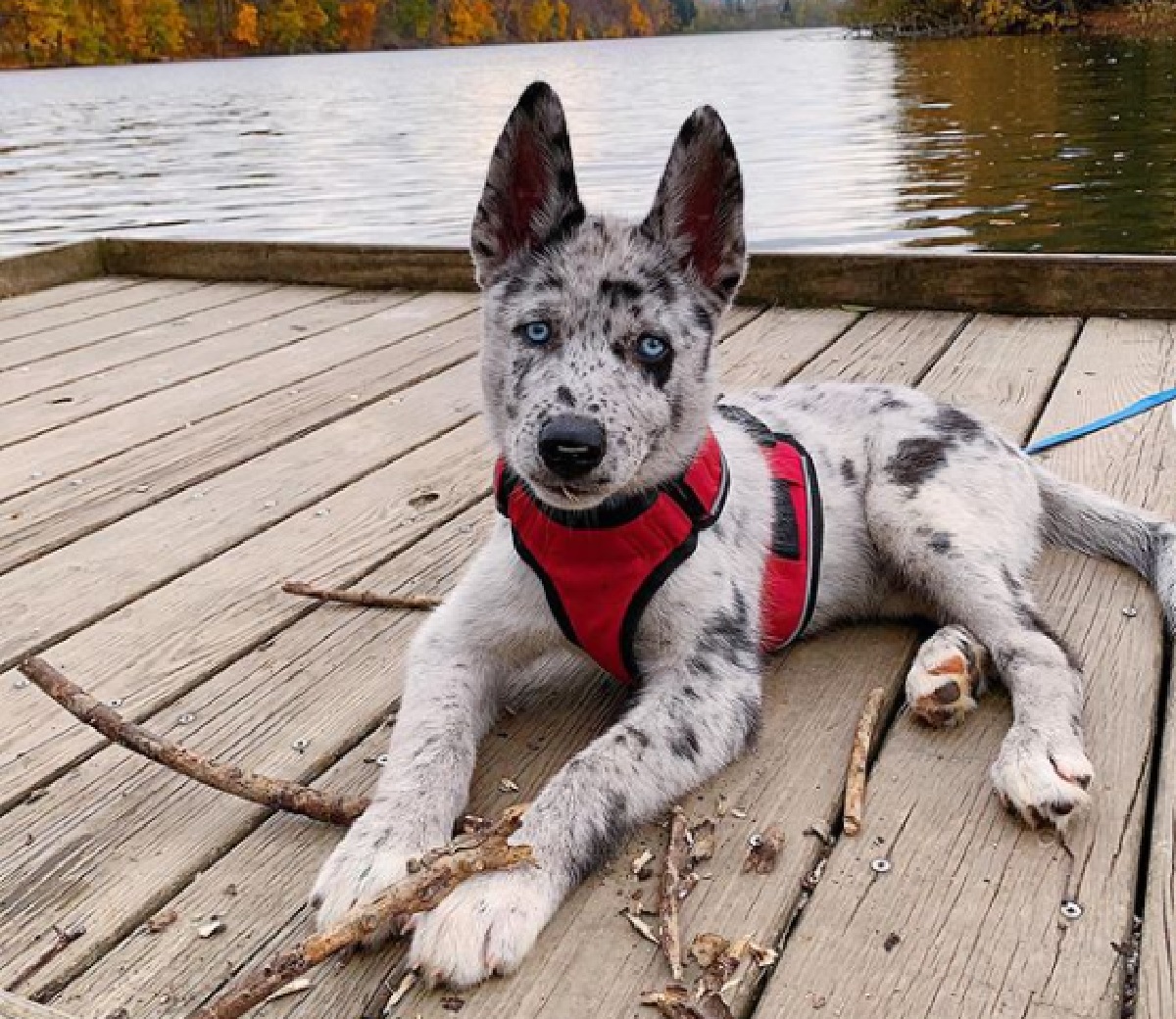 koda cucciolo passeggiate sentieri