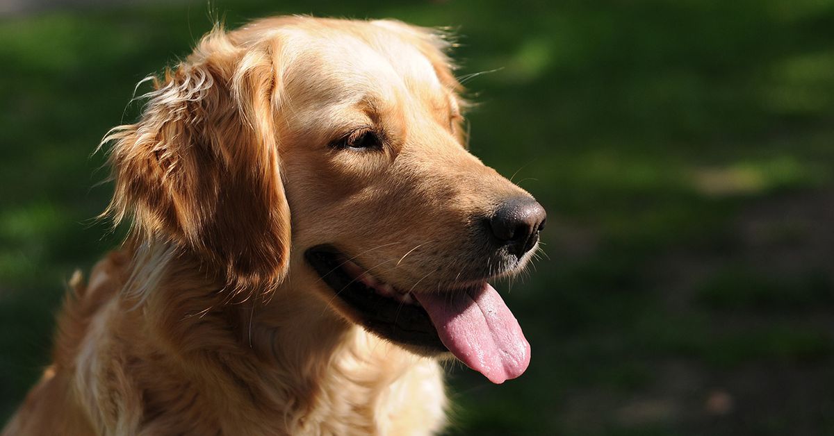 Il Golden Retriever Elsie non vuole lasciare il parco per nessuna ragione (VIDEO)