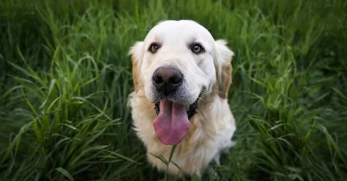 Il golden retriever Harry protegge la sua sorellina da qualsiasi cosa (VIDEO)