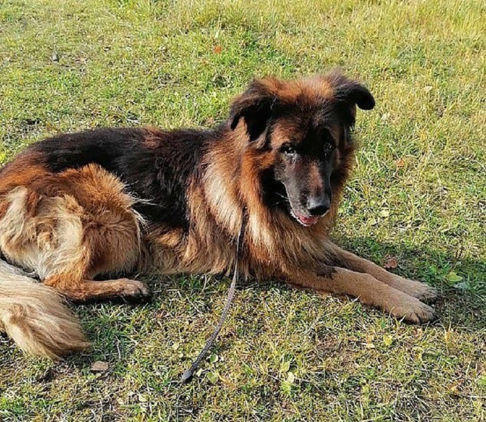 cagnolino coraggio salvo