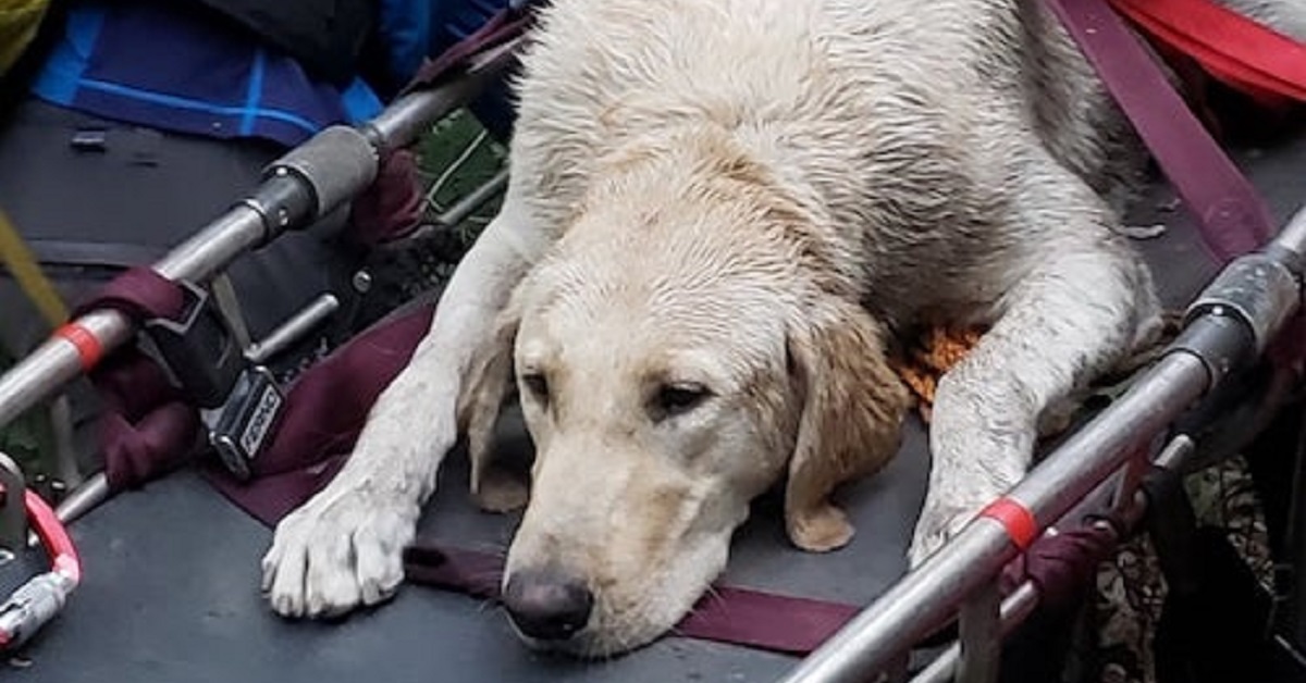 Il salvataggio di Leo, il labrador retriever che stava morendo di sete (FOTO)