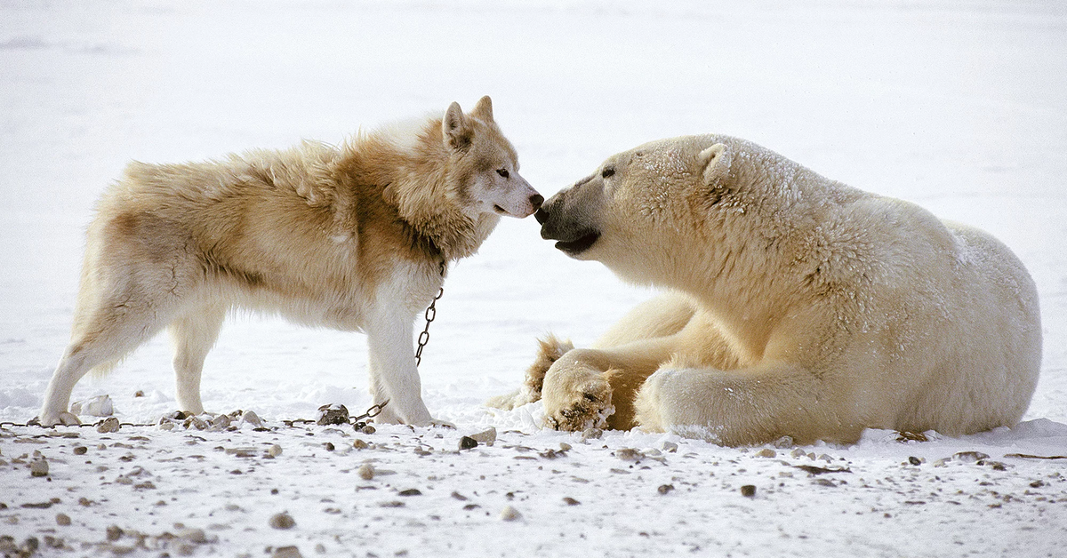 husky e orso polare