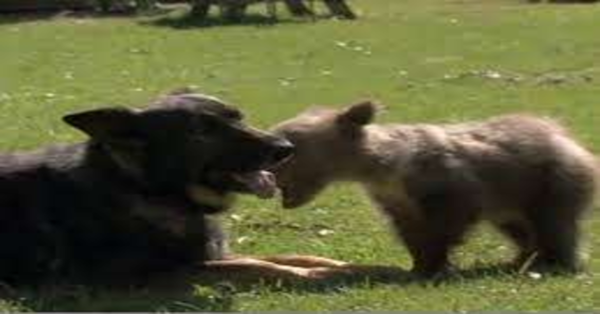 cane e orso giocano insieme