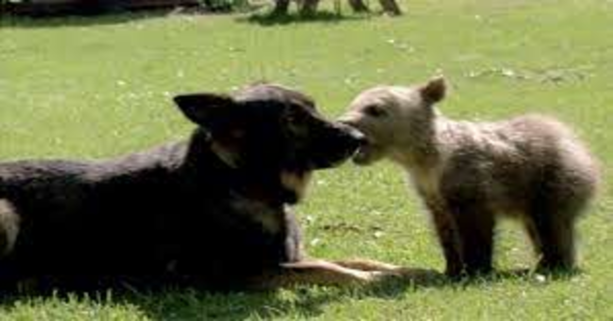 orsetto gioca con un cane nero