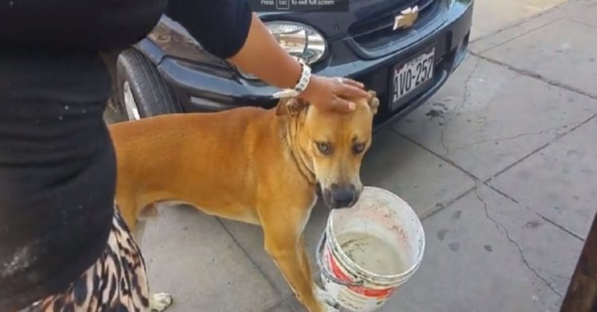 In Perù, un coraggioso cagnolino raccoglie dell’acqua per le persone bisognose (VIDEO)