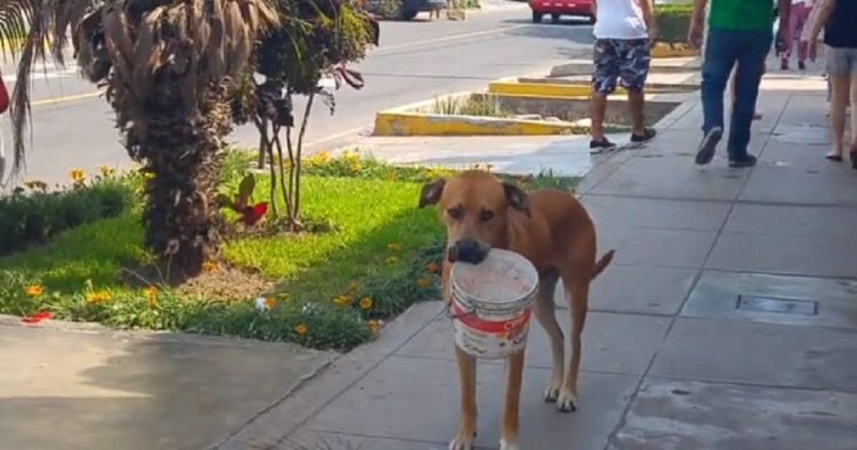 cagnolino secchio acqua