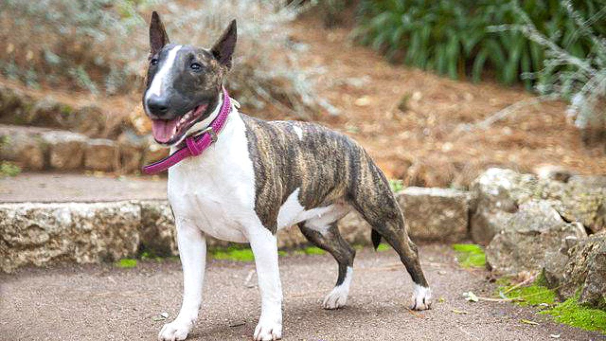 esemplare di bull terrier