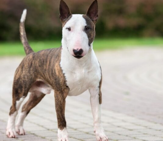 Bull Terrier Origini Prezzo Caratteristiche E Allevamenti Il Mio Cane E Leggenda