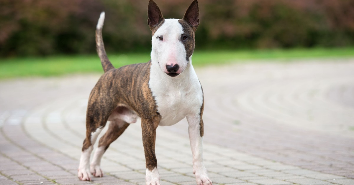 Bull Terrier come insegnargli a non mordere: una guida passo per passo