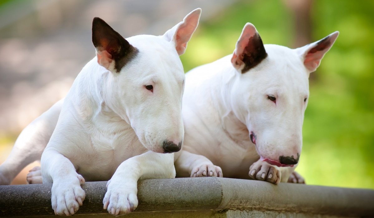 cani di colore bianco