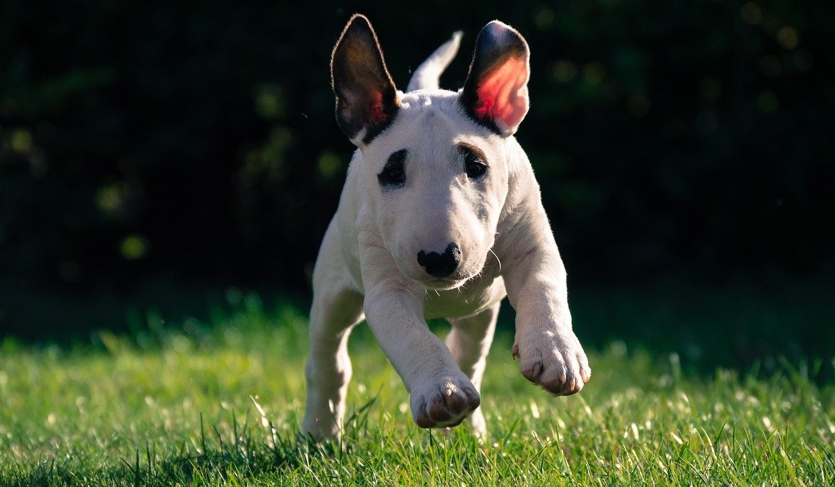 cucciolo di cane che corre sul prato