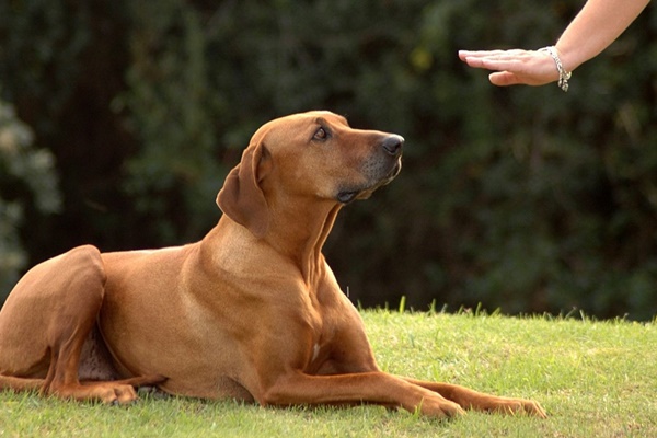 insegnare al cane a stare seduto