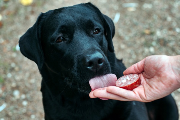 cane che mangia il salame