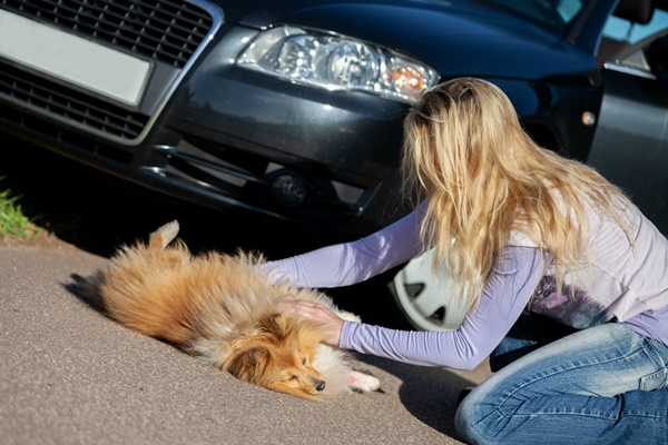 aiutare un cane investito da un'auto