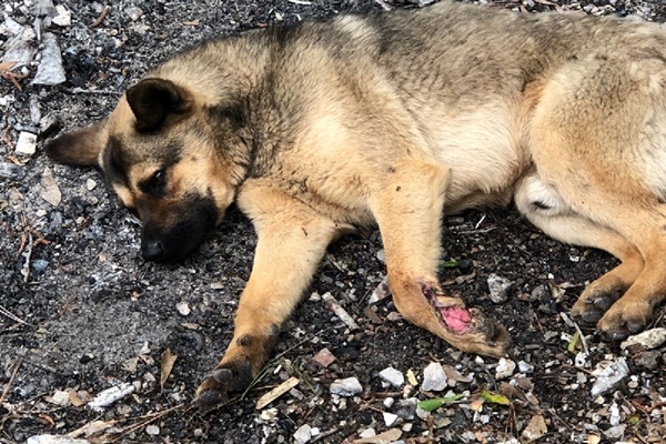 cane ferito in strada