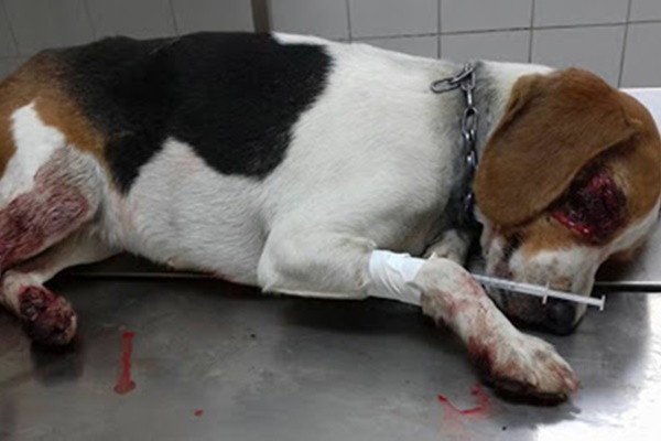 cane ferito dal veterinario