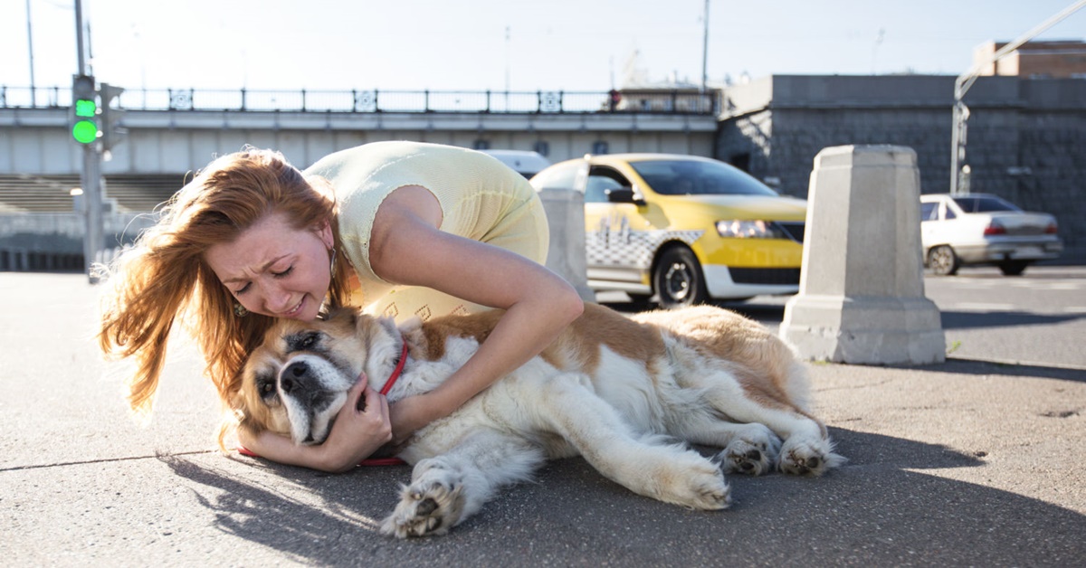 Investire un cane e scappare: leggi e punizioni per questo gesto orribile