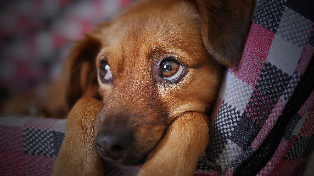 cucciolo meticcio foto