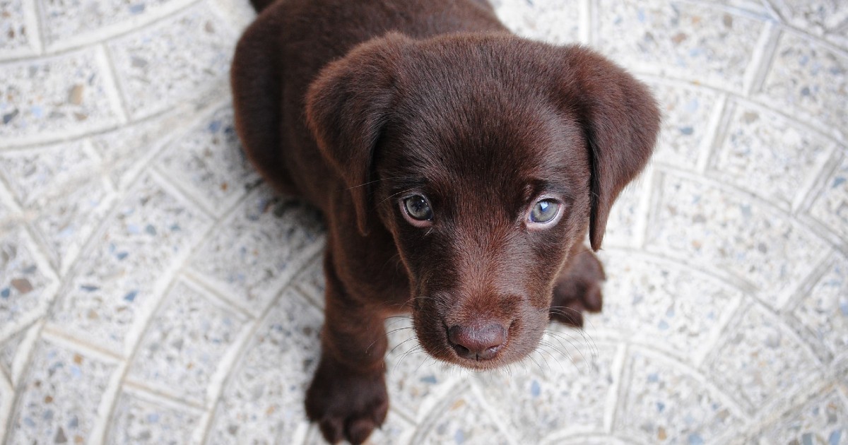 come scegliere un cucciolo di cane