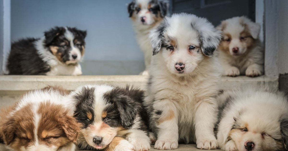 come capire se il cucciolo di cane ha i vermi