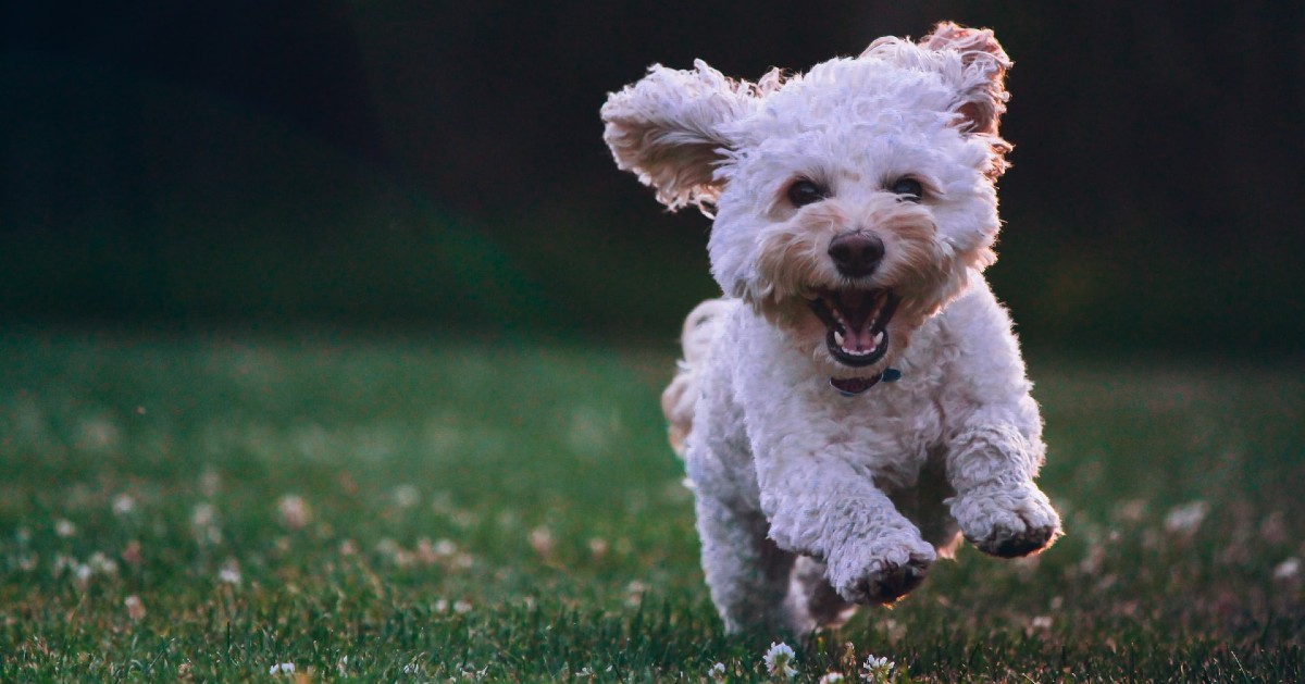 come scegliere un cucciolo di cane