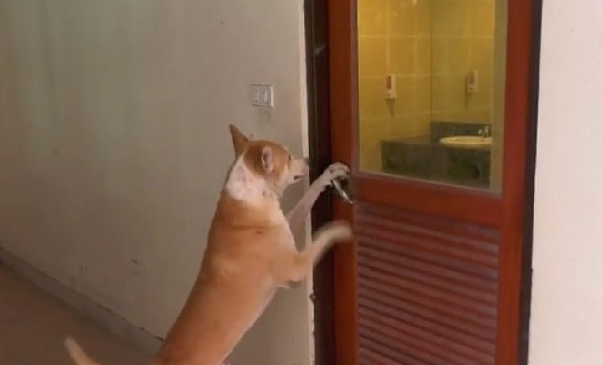 apertura porta cane