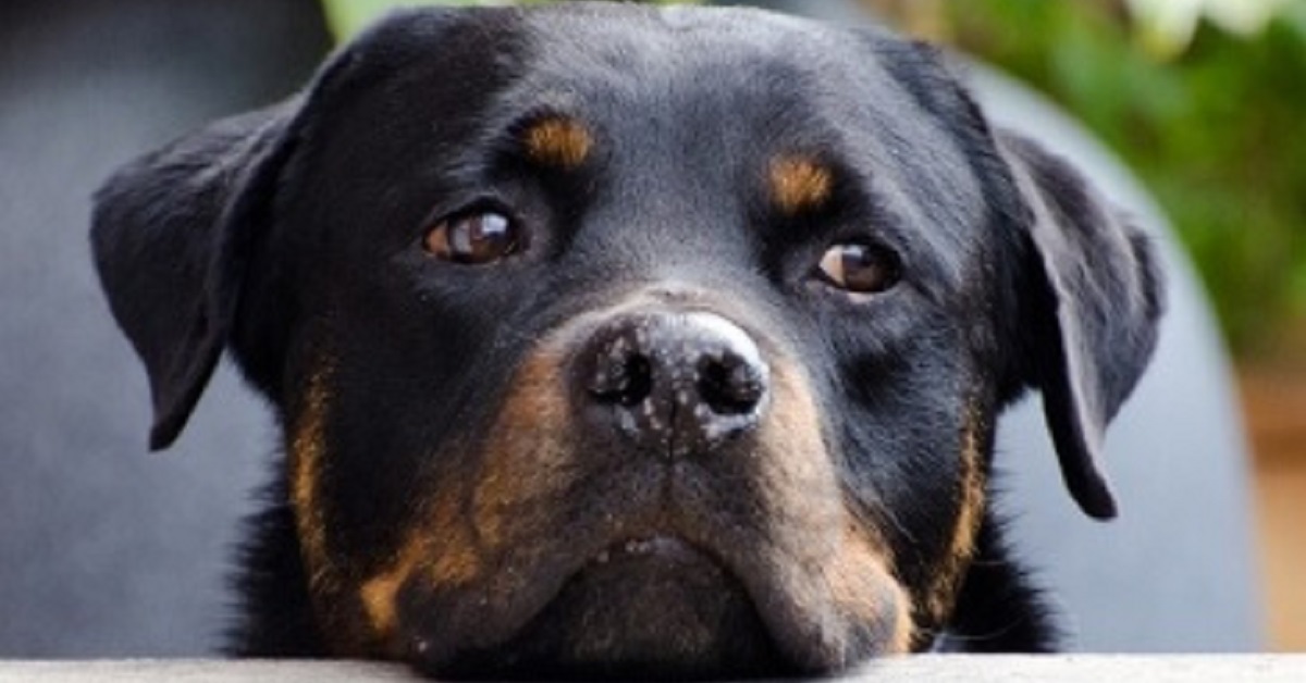 Joey, il cagnolino guardiano in grado di aprire le porte da solo (VIDEO)